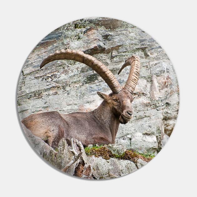 Large Male Ibex Pin by jaydee1400