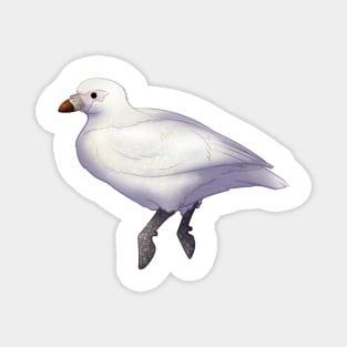 Cozy Sheathbill Magnet