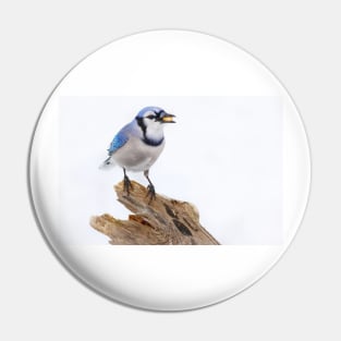 Blue on White - Blue jay Pin