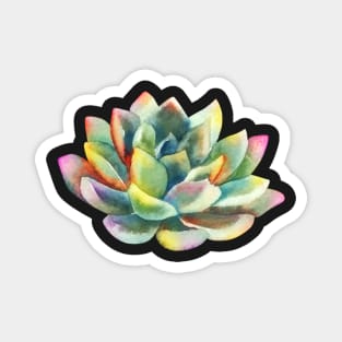 Watercolor, succulent, hand painted, cactus Magnet