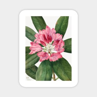 Mountain Rose Bay By Mary Vaux Walcott. Magnet