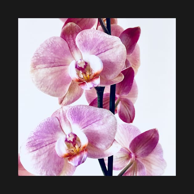 Pink orchid flower blossom, flower photography. by BlackWhiteBeige