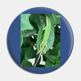 Green anole Pin