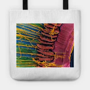 Iris of the eye, SEM (P424/0106) Tote