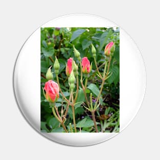 pink rose buds Pin