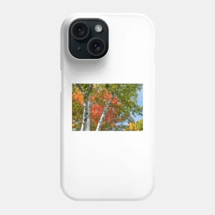 Birch trees in fall Phone Case