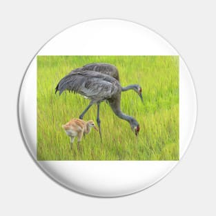 Sandhill crane parents with chick Pin