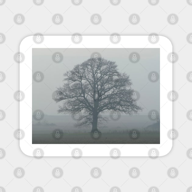 Oak Tree Magnet by Chris Petty