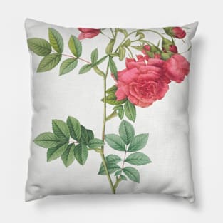 Turnip Roses, Rosa rapa from Les Roses (1817–1824) by Pierre-Joseph Redouté Pillow