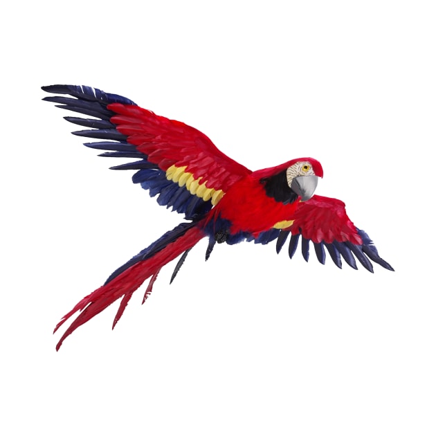 parrot design by Imagination