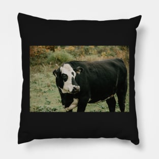 Black cow on the Blue Ridge Parkway Pillow