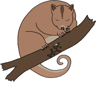 Ring Tail Possum Magnet