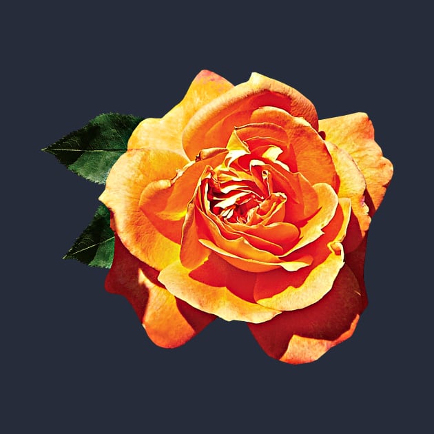 Orange Rose by SusanSavad