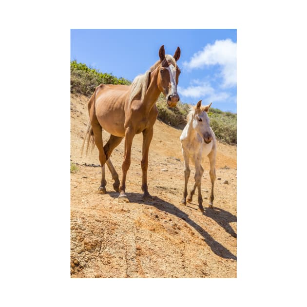 Wild Horse with Foal at Rano Raraku Crater - Rapa Nui - Easter Island by holgermader