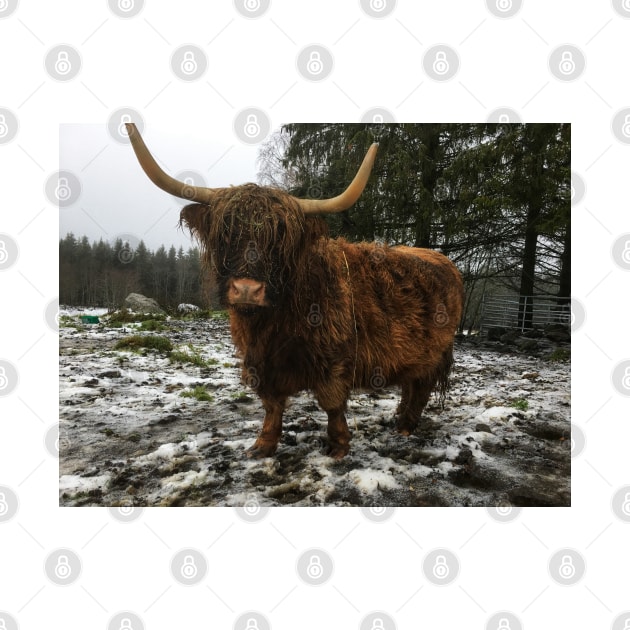 Scottish Highland Cattle Cow 2166 by SaarelaHighland