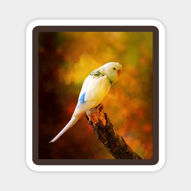 White Budgie Parakeet Magnet by JimDeFazioPhotography