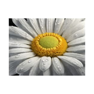 White Daisy Macro 2 T-Shirt