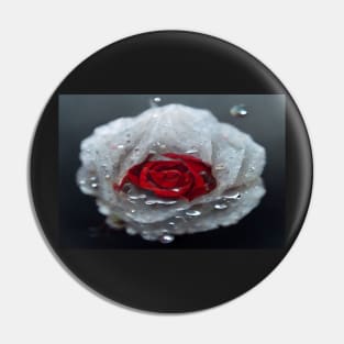 Red And White Rose With Raindrops, Macro Background, Close-up Pin