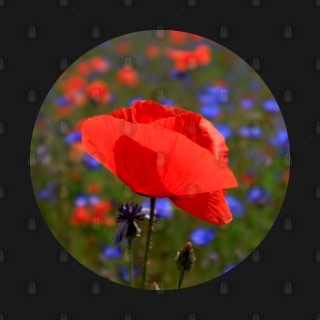 Beautiful Red Poppy by KaSaPo