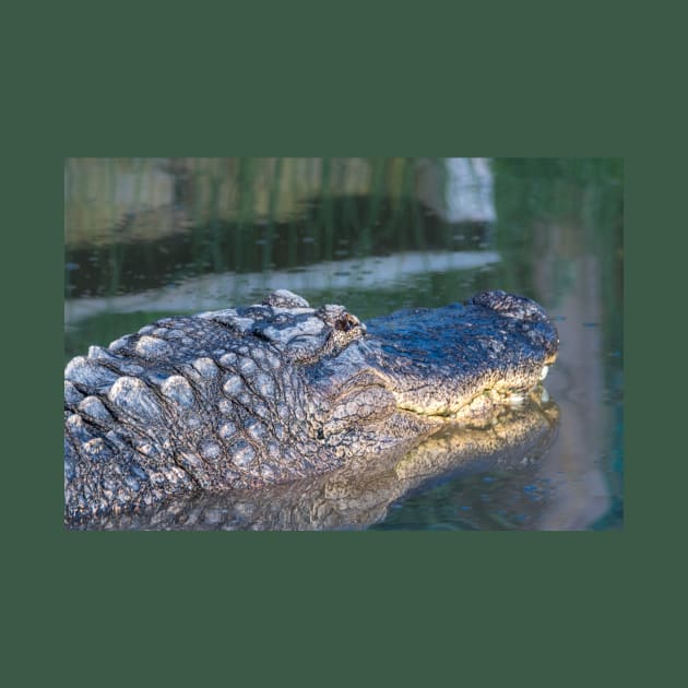 Alligator Headshot by Debra Martz