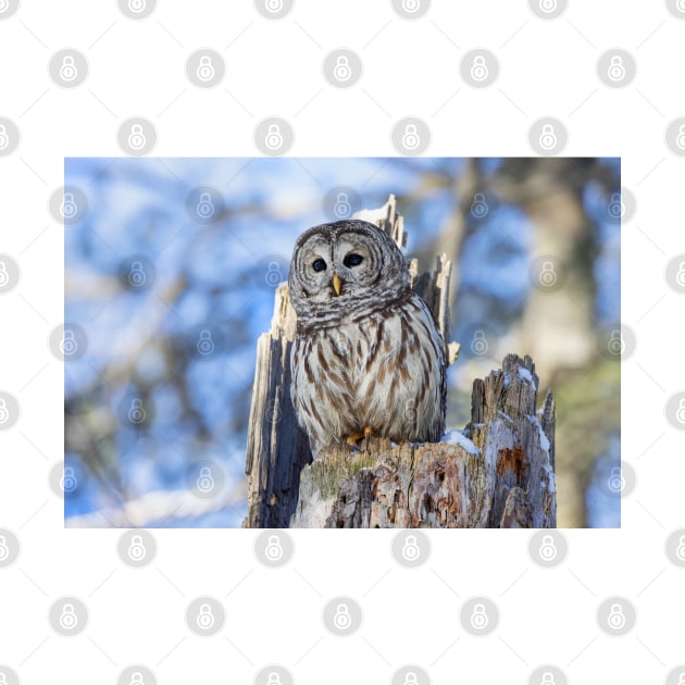 Barred Owl in Winter by Jim Cumming