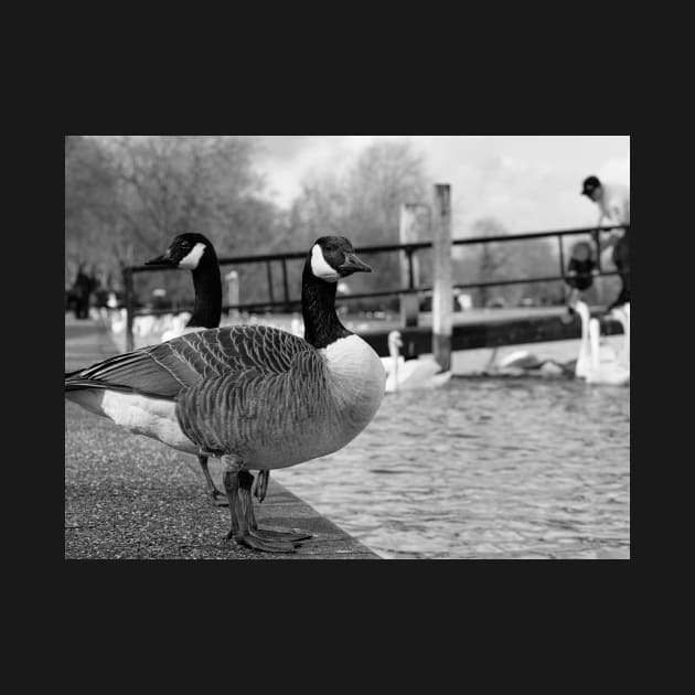 A couple of Canadian Geese on river Thames embankment in Windsor, Berkshire, England by fantastic-designs