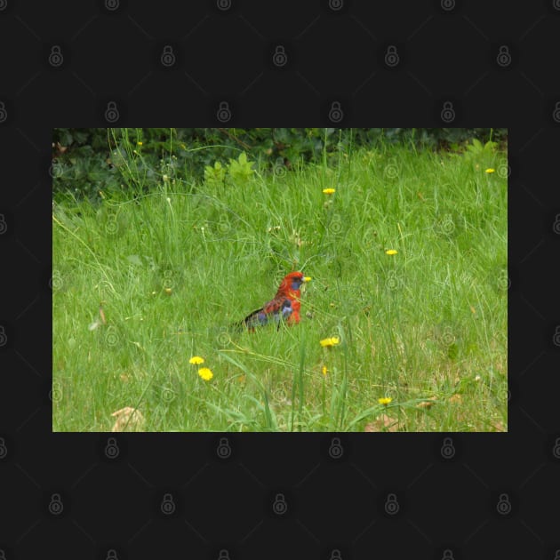 Crimson Rosella Collecting Dandelion by KaSaPo