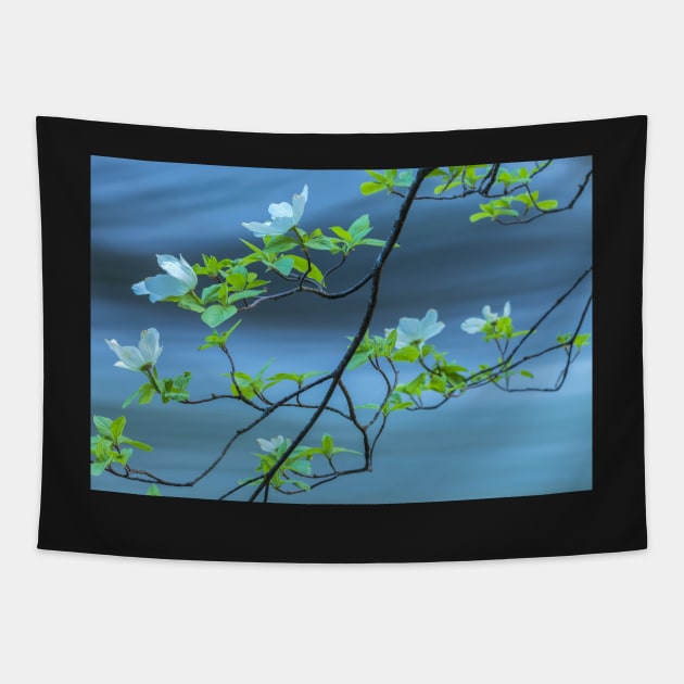 Dogwood Blossoms 2 Tapestry by jvnimages