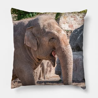 Close up of an Asian Elephant face Pillow