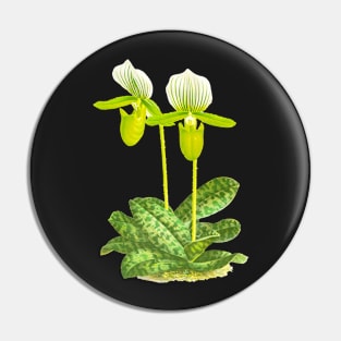 Green Lady slipper orchid - Paphiopedilum lawrenceanum var Hyeanum - botanical illustration Pin