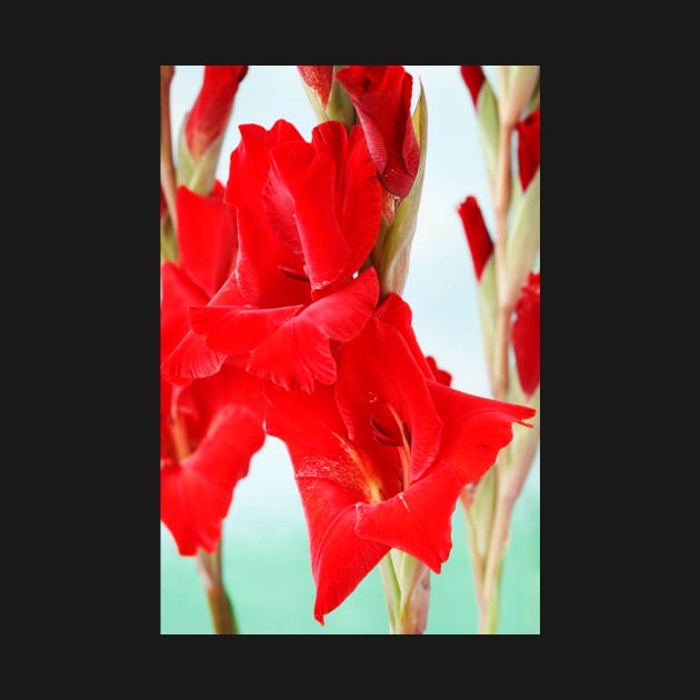 Gladiolus  'Oscar' by chrisburrows