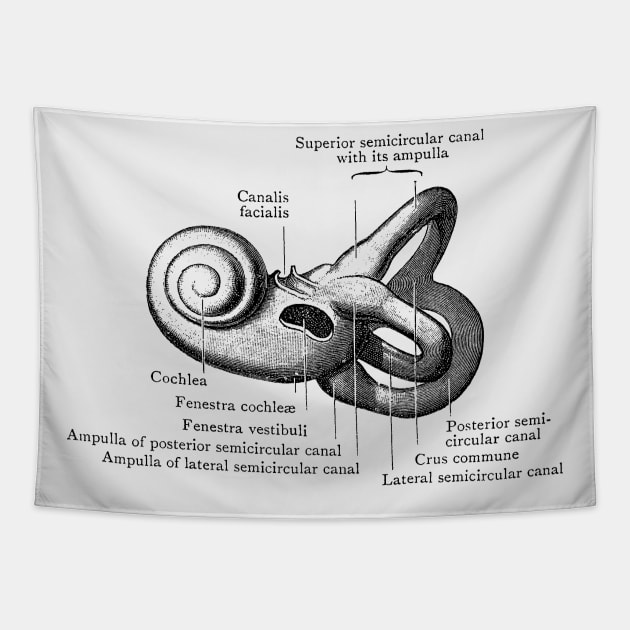 Inner Ear Anatomy Diagram Tapestry by Vintage Anatomy Prints