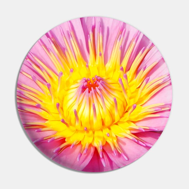 A water lily in close up Pin by jwwallace