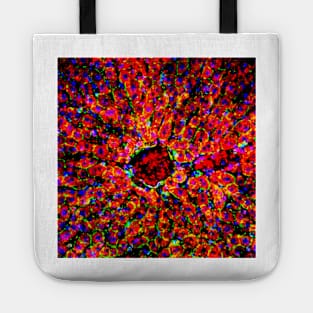 Liver tissue, fluorescence micrograph (C016/8491) Tote