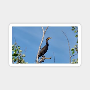 Double-crested Cormorant Perched On a Tree Branch Magnet