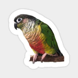Green Cheek Conure Parrot Bird design, Love for birds Magnet