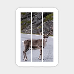 Wonderful landscapes in Norway. Nord-Norge. Beautiful reindeer watching me going to Nordkapp (vertical) Magnet