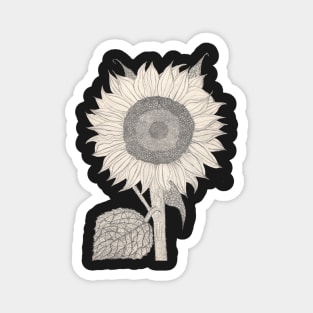 hand drawn detailed Sunflower sketch in retro design Magnet