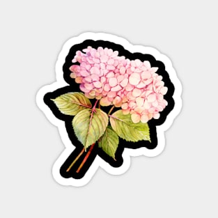 Hydrangeas Magnet