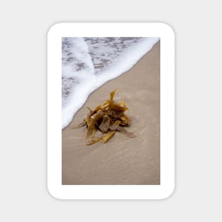 Seaweed Magnet