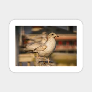 Portrait of California gull Magnet