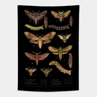 Moth evolution Tapestry