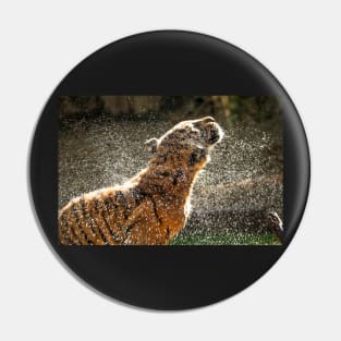 Ooh that feels good - Sumatran Tiger shaking off after a swim Pin