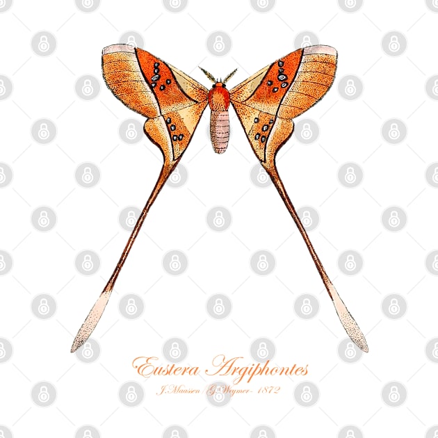 Moth - Eustera Argiphontes, Eudaemonia Argiphontes by SPJE Illustration Photography