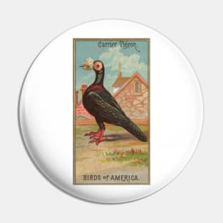 Carrier Pigeon Birds of America Antique Illustration Pin