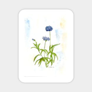 Cornflowers Magnet