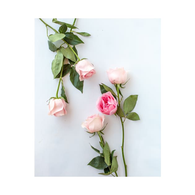 Blush Pink Roses by NewburyBoutique