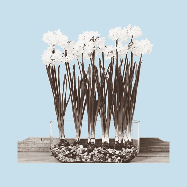 Paperwhites by ericamhf86