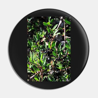 Tasmanian pepper berries Pin