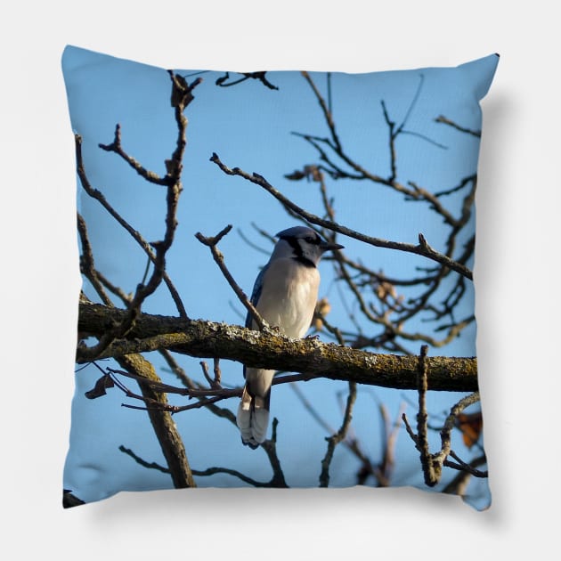 A Blue Jay Perched On a Tree Branch Pillow by BackyardBirder